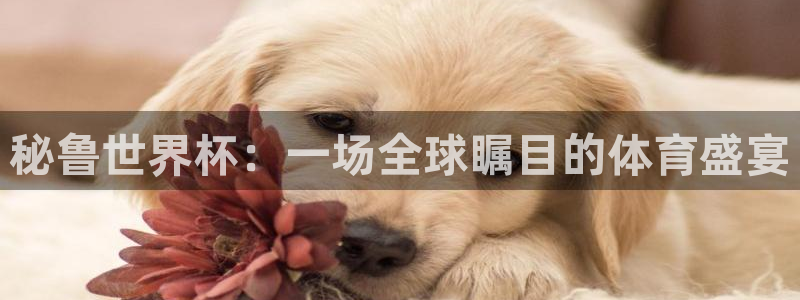 2026世界杯官网：秘鲁世界杯：一场全球瞩目的体育盛宴