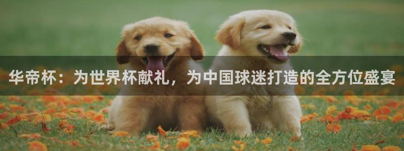 世界杯 2026：华帝杯：为世界杯献礼，为中国球迷打造的全方位盛宴
